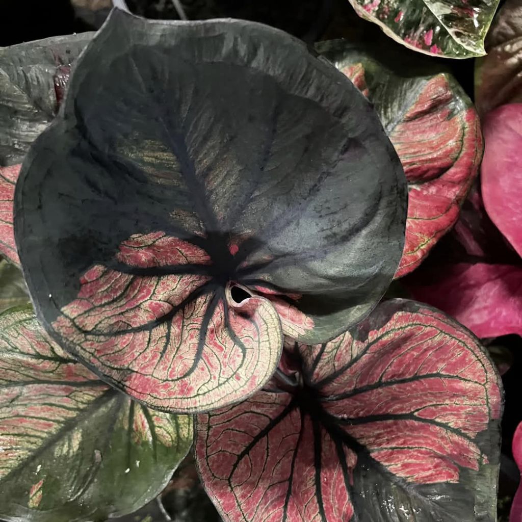 มิ่งมนตรา บอนสี ✅ได้ต้นตรงตามตัวเลือก🚚ส่งของทุกวัน - รูปที่ 2