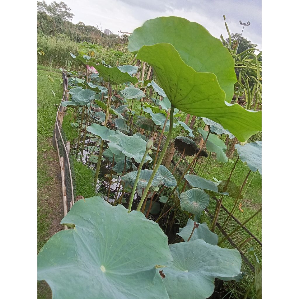 ใบบัวสด ใบบัวหลวงขนาดใหญ่ กลิ่นหอม ใช้ห่ออาหารและอื่นๆ