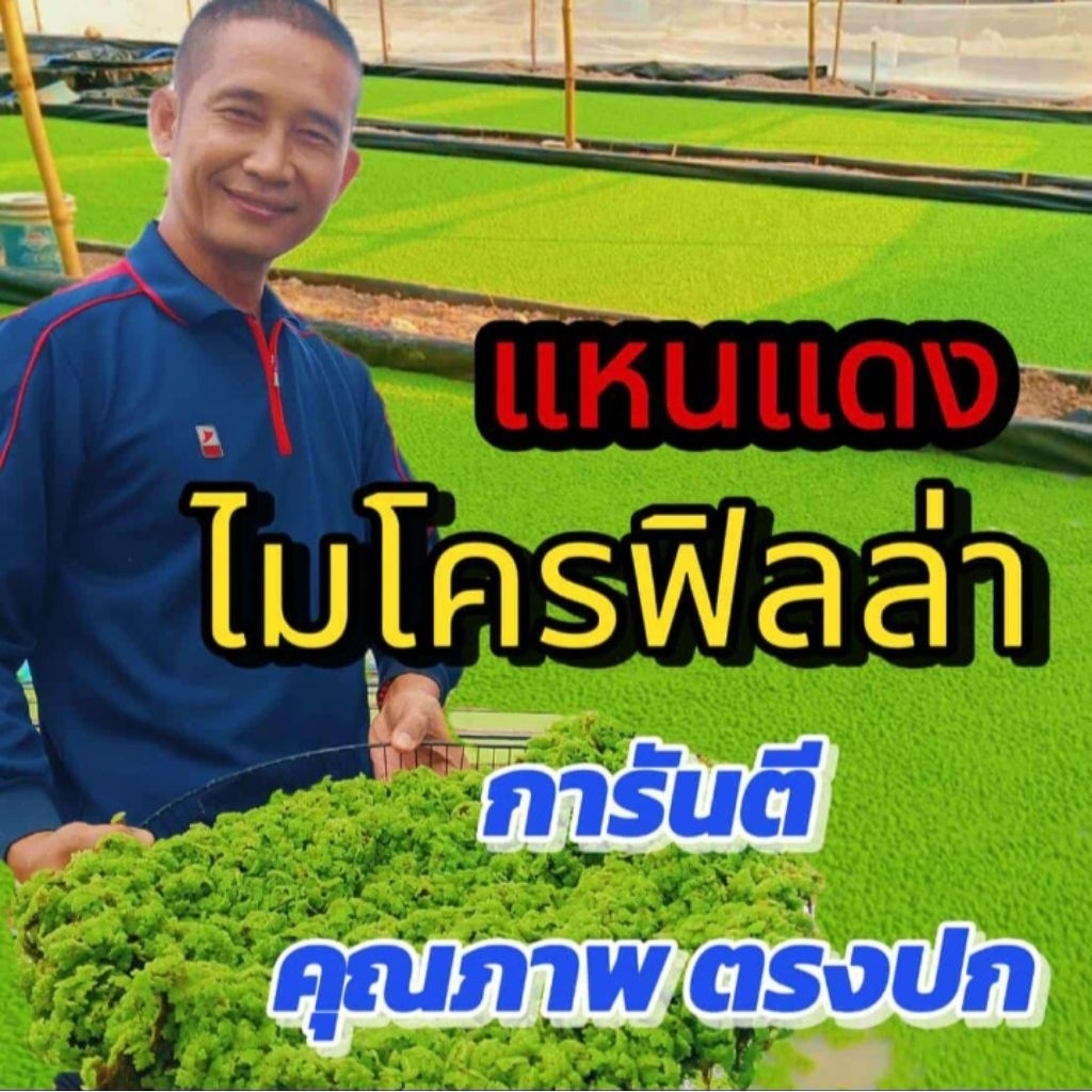 เเหนแดงไมโครฟิลล่า💥☘️** 3 กิโลกรัม☘️ ดอกใหญ่ คัดพิเศษ💥
