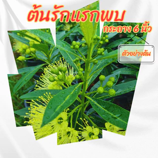 ต้นรักแรกพบ รักแรกพบดอกสีเหลืองไม้ดอกทนแดด ออกดอกทั้งปี ขนาดกระถาง 6 นิ้ว