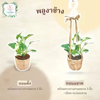 🌱พลูทอง/พลูลาย/พลูงาช้าง/พลูสนิม/พลูบราซิล/พลูหินอ่อน/พลูบราซิลด่างสามสี/พลูหัวใจลาย(แบบตั้ง,แขวน) พร้อมกระถางสาน 3 นิ้ว
