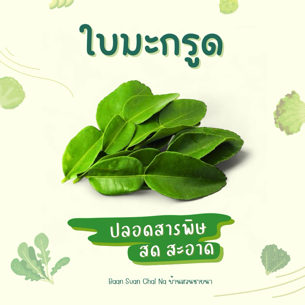 🍃 ใบมะกรูดสด ปลอดสารพิษ จากสวนที่บ้าน ตัดส่งตามออเดอร์วันต่อวัน 🌱