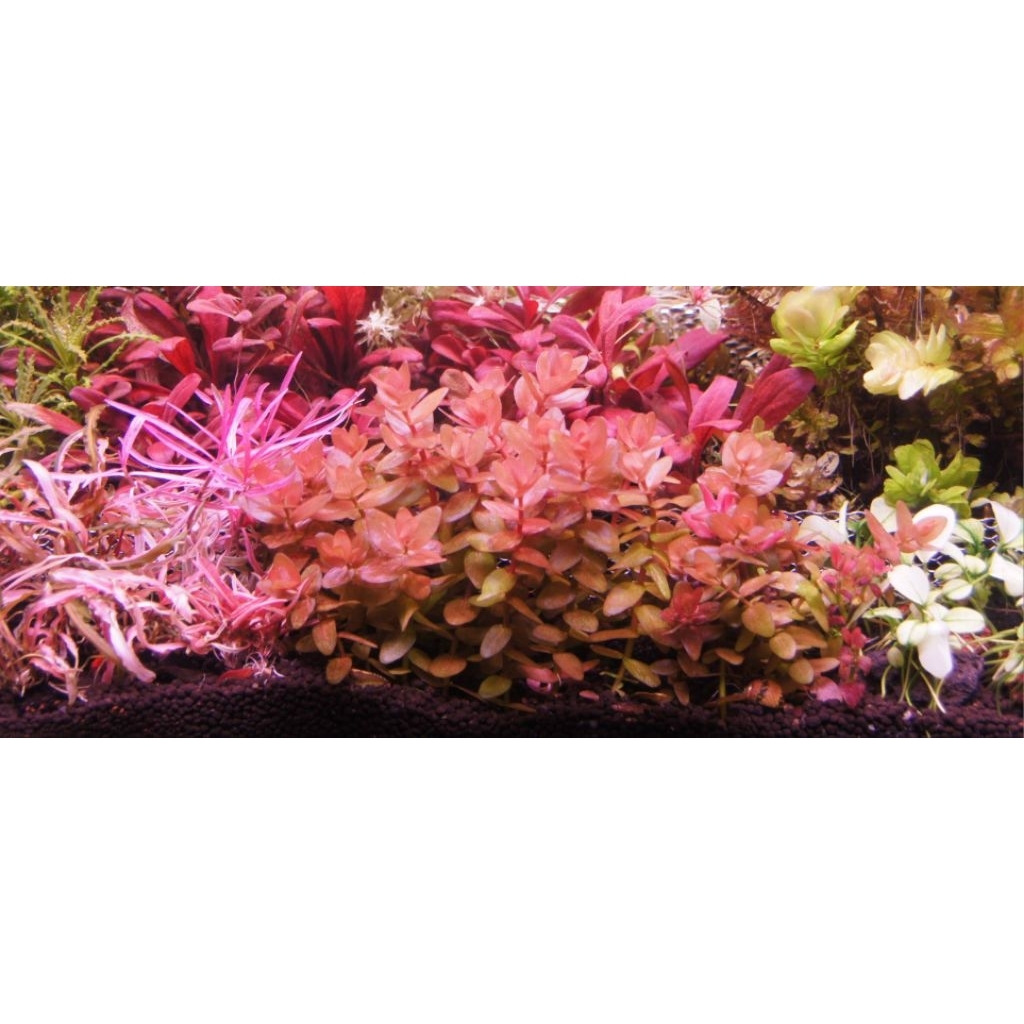 บาโคป้าแดง (Bacopa colorata) ตัวแรร์ ขายชุดละ 3 กิ่ง - รูปที่ 4