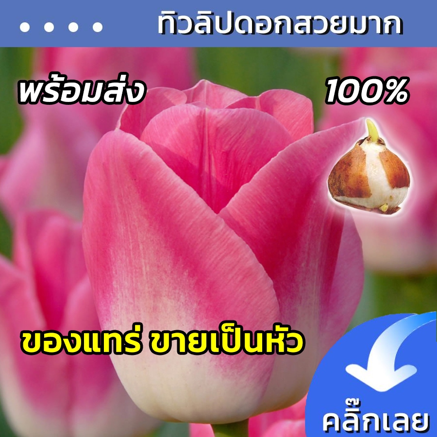พร้อมส่ง หัวทิวลิป Dynasty ดอกสีชมพูขาว Wanthai ขายหัวลิลลี่ ว่านสี่ทิศ ไฮยาซิน ทิวลิปปลูก