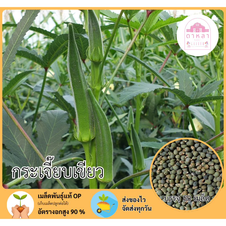 กระเจี๊ยบเขียว 50 เมล็ด