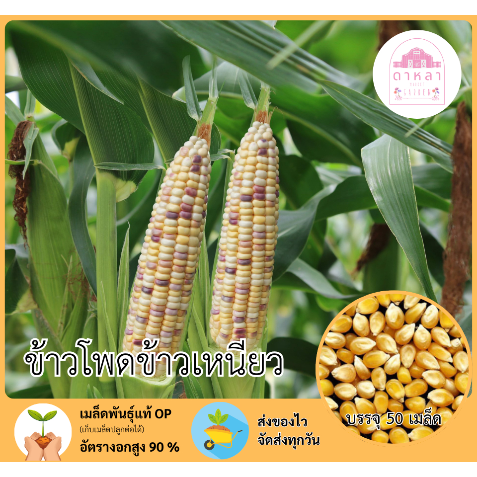 ข้าวโพดข้าวเหนียว 50 เมล็ด