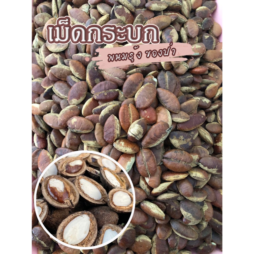 เม็ดกระบก แบบสดและแบบคั่วสุก หอม มัน กรอบ อร่อย พร้อมจัดส่งทั่วไทย