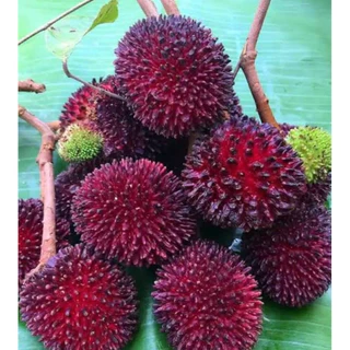 ต้นเงาะลิ้นจี่หรือปูลาซัน ปลูกในไทยได้ ต้นพันธุ์สูง50-60เซน สินค้าตรงปก