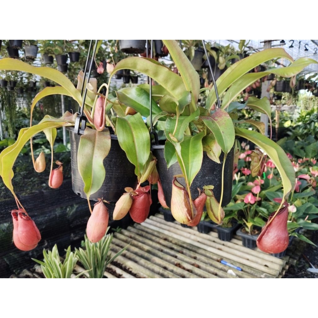หม้อข้าวหม้อแกงลิงไวกิ้ง  Nepenthes Viking