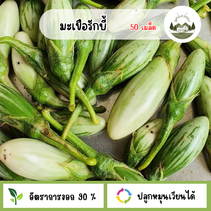 เมล็ดพันธุ์มะเขือรักบี้ 50 เมล็ด
