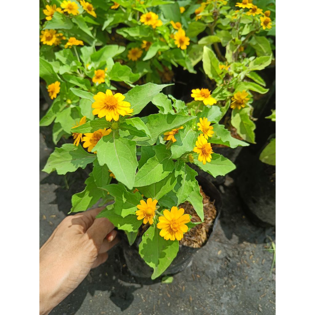 ดอกกระดุมทอง 1 ถุงดำใหญ่ ต้นส่งพร้อมมีดอก ดอกสวยมาก อยู่ได้นาน