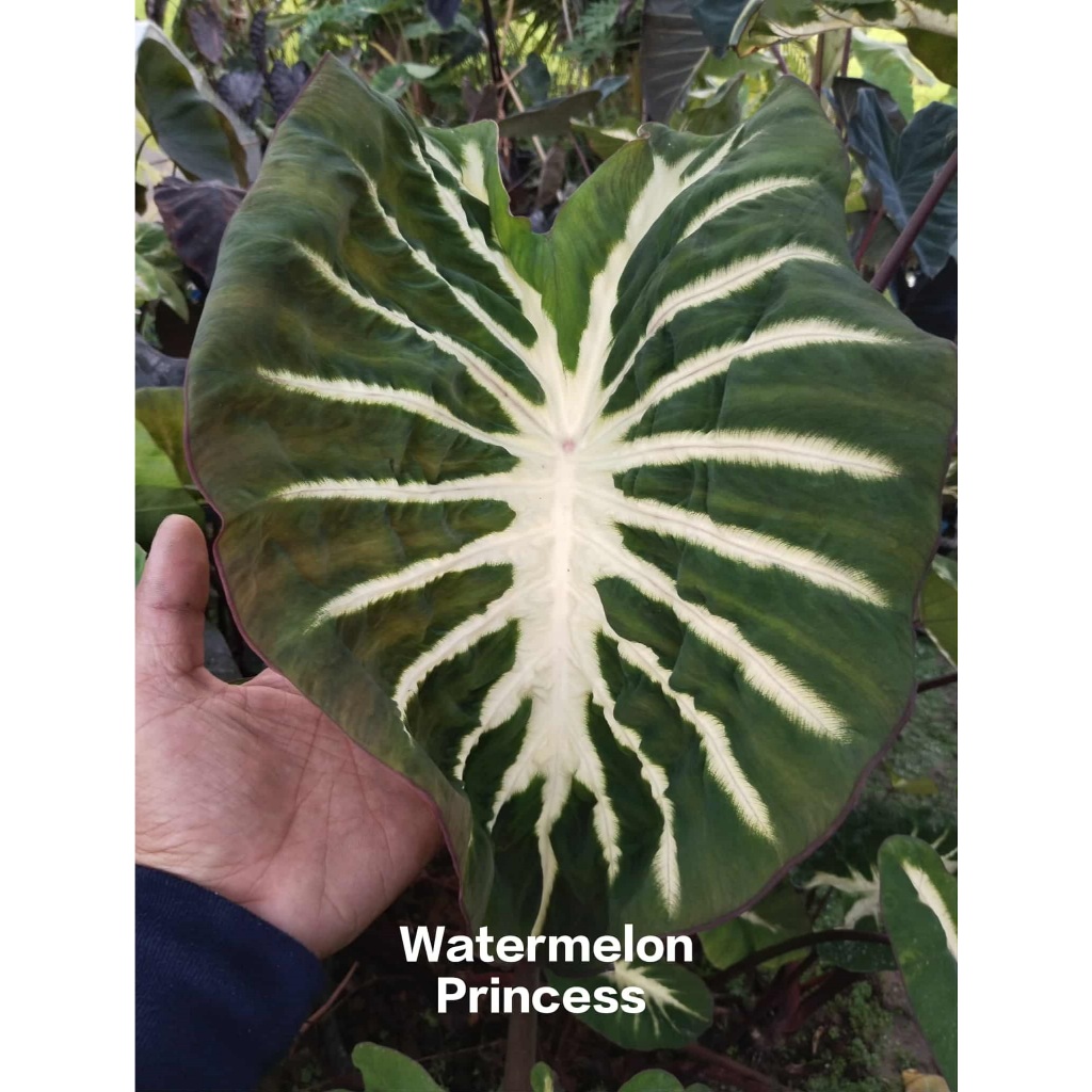 (โคโลคาเซีย เจ้าหญิงแตงโม) watermelon princess ตัดสด ราคาถูก สุดคุ้ม