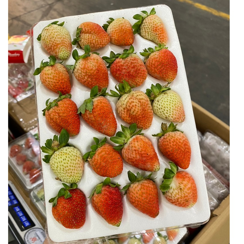 สตรอเบอรี่สด สตรอเบอรี่นำเข้าจากจีน เปรี้ยวหวาน สดชื่น ขนาด15-20-24ลูก อ่านรายละเอียดทุกอย่างก่อนกดสั่ง