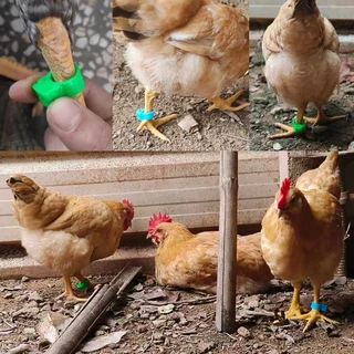หลายสี ห่วงขาไก่100ชิ้น ห่วงเท้าไก่แหวนขาไก่พลาสติกปรับได้พร้อมตัวเลข แถบขาไก่ที่มีสีสันวงขาสัตว์ปีก