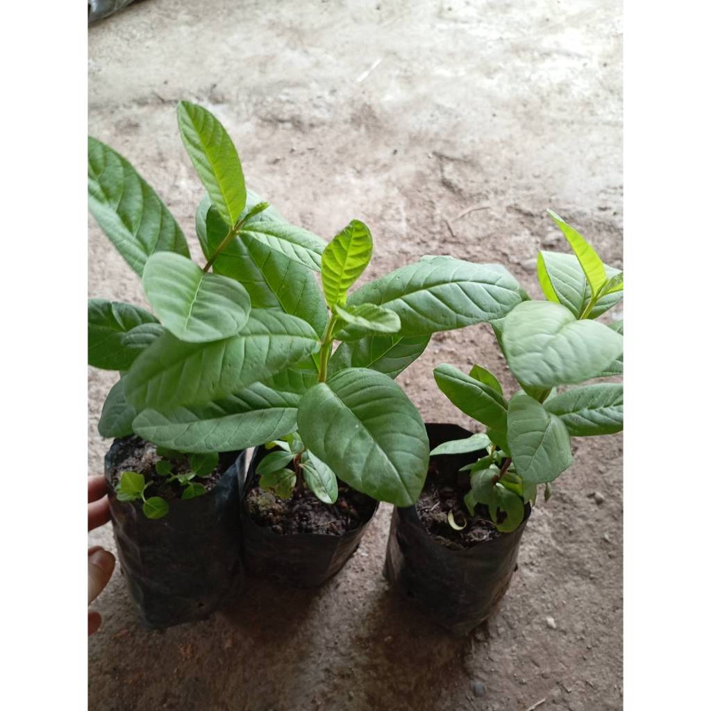 ต้นพันธุ์ ฝรั่งขี้นก ใส้แดง  ฝรั่งขี้นกไส้ชมพู พร้อมปลูกในถุงดำ ต้นละ 29บาท Red Guava or  Pink guava