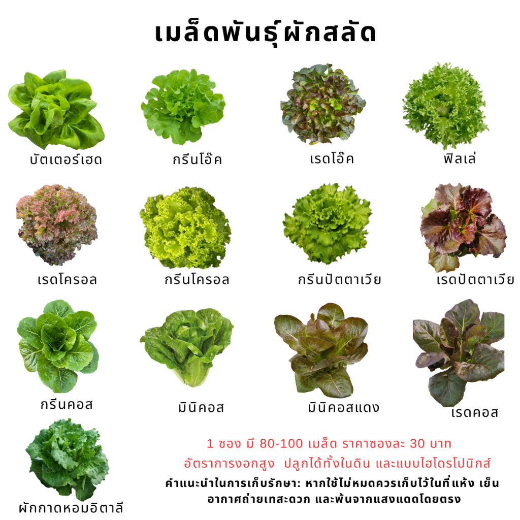 เมล็ดพันธ์ุผักสลัด (1 ซองมี 80-100 เมล็ด) เมล็ดเปลือย อัตราการงอกดีเยี่ยม - เกษตรกรรมยั่งยืน