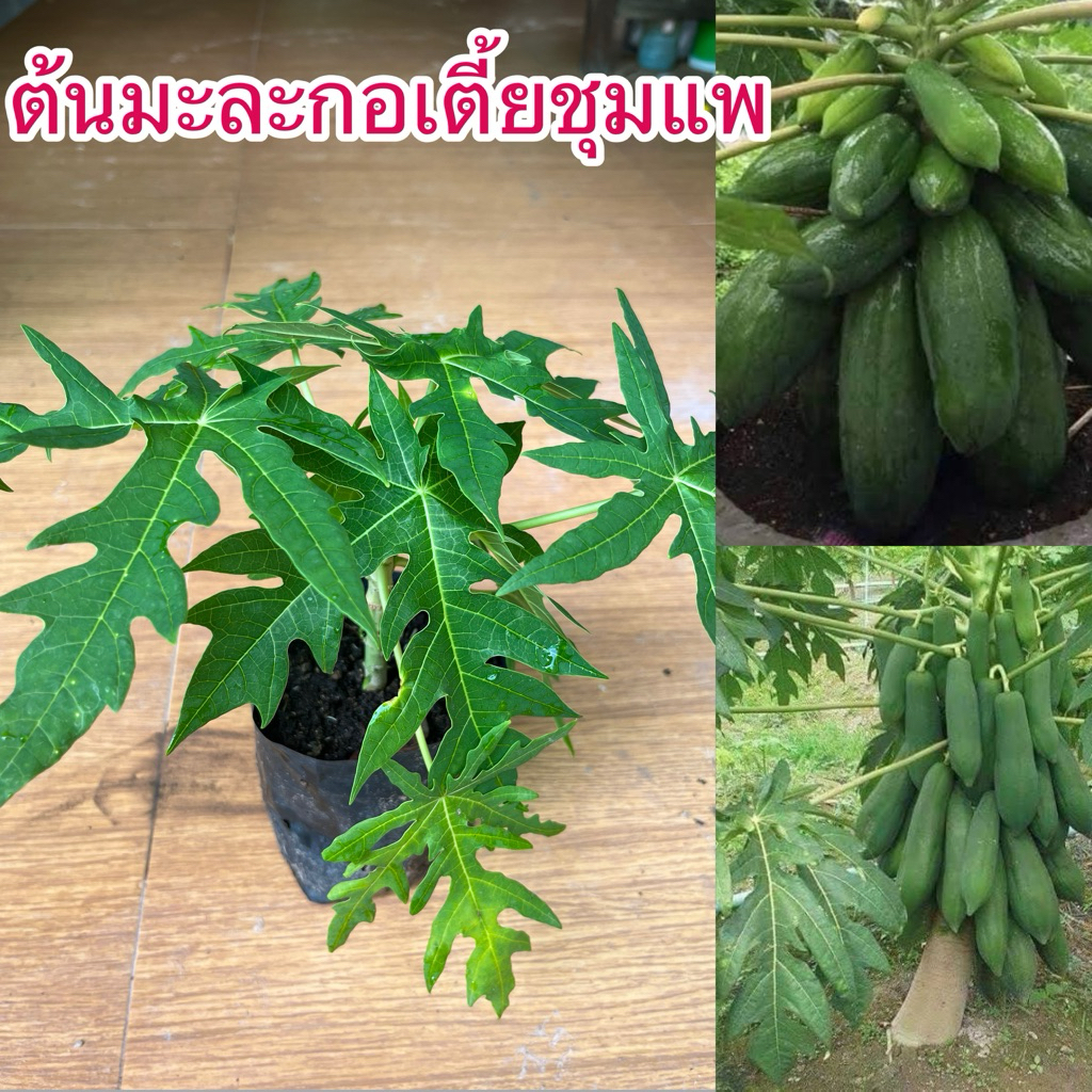 ต้นมะละกอเตี้ยชุมแพ ชุด3ต้น99บาท พร้อมส่ง