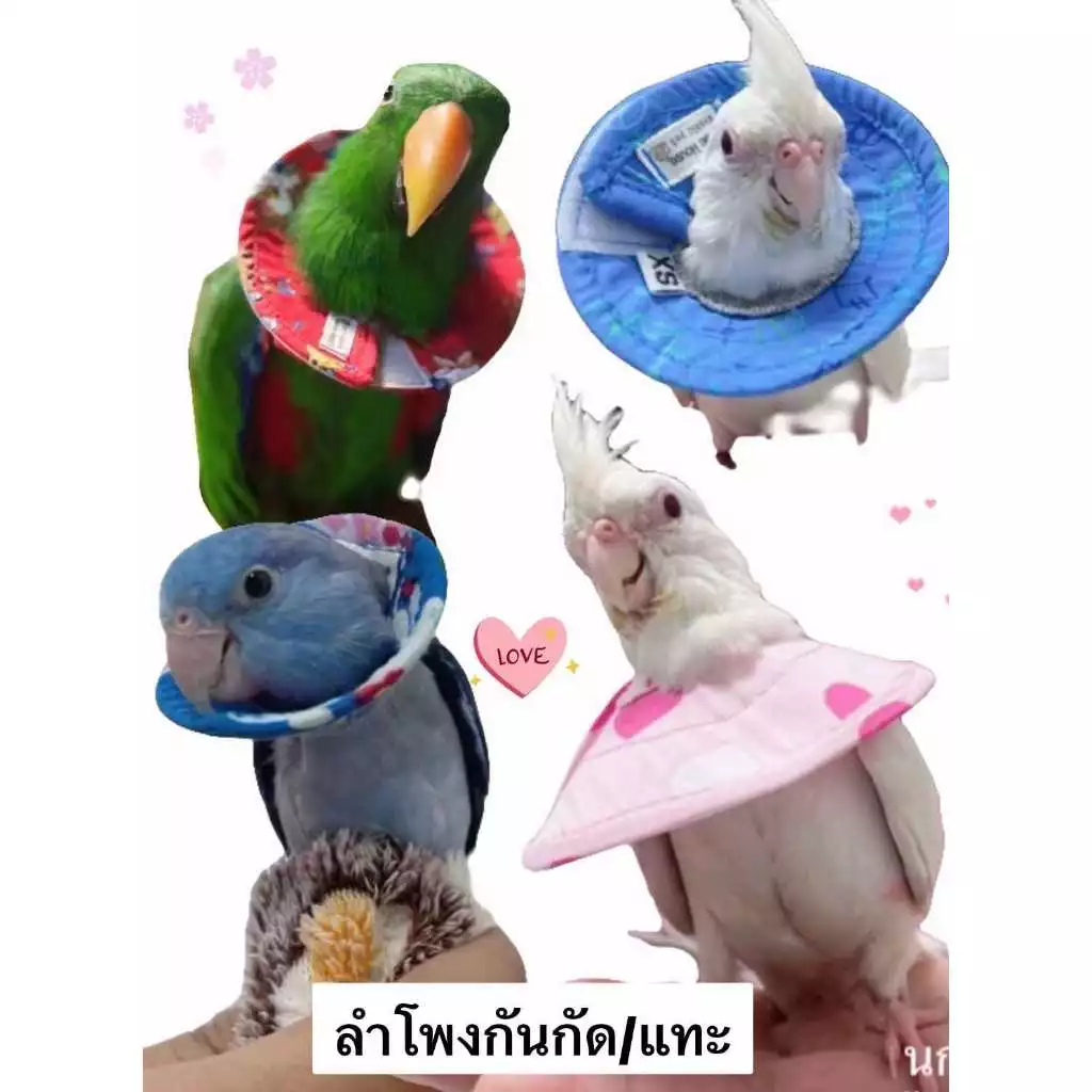 ปลอกคอกันการกัดขนตัวเอง คอลล่านก คอลล่านกแก้ว พร้อมส่ง จัดทำโดยสัตวแพทย์
