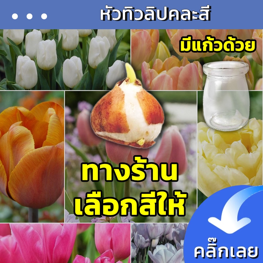 หัวทิวลิปแบบคละสี ทางร้านเลือกสีให้ Wanthai ขายหัวทิวลิปปลูก ไฮยาซินธ์