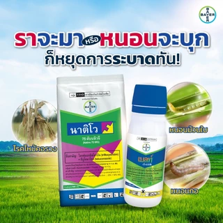 นาติโว75wg 250กรัม ป้องกันกำจัดโรคพืช เชื้อรา เมล็ดด่าง ข้าวสวยเต็มรวง เมล็ดเต่ง รวงใหญ่และน้ำหนักดี
