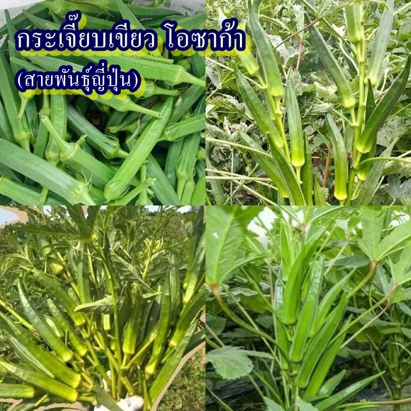 40+ เมล็ด เมล็ดกระเจี๊ยบเขียว โอซาก้า (สายพันธุ์ญี่ปุ่น รสชาติหวานมันๆ อร่อย ออกผลดกมาก ฝักสีเขียว 5 เหลี่ยม ทานสดได้)