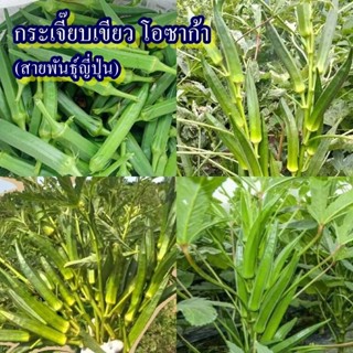 40+ เมล็ด เมล็ดกระเจี๊ยบเขียว โอซาก้า (สายพันธุ์ญี่ปุ่น รสชา…