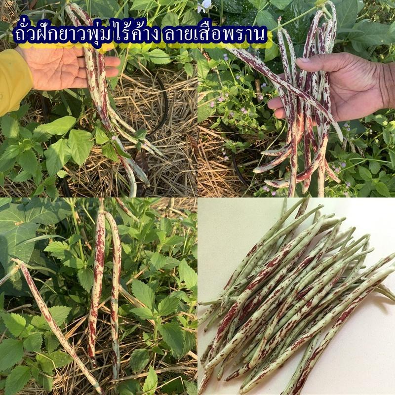 30+ เมล็ด เมล็ดถั่วฝักยาวพุ่มไร้ค้าง ลายเสือพราน (ปลูกง่าย อัตรางอก 70% ไร้ค้างไม่ต้องทำค้าง ออกฝักดก รสชาติหวานกรอบ)