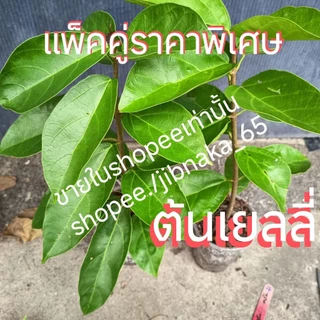 ุต้นเยลลี่ (cincau) กิ่งชำ ต้นทรงพุ่ม (9ส.ค.2569)พร้อมส่ง สอบถามได้ครับ