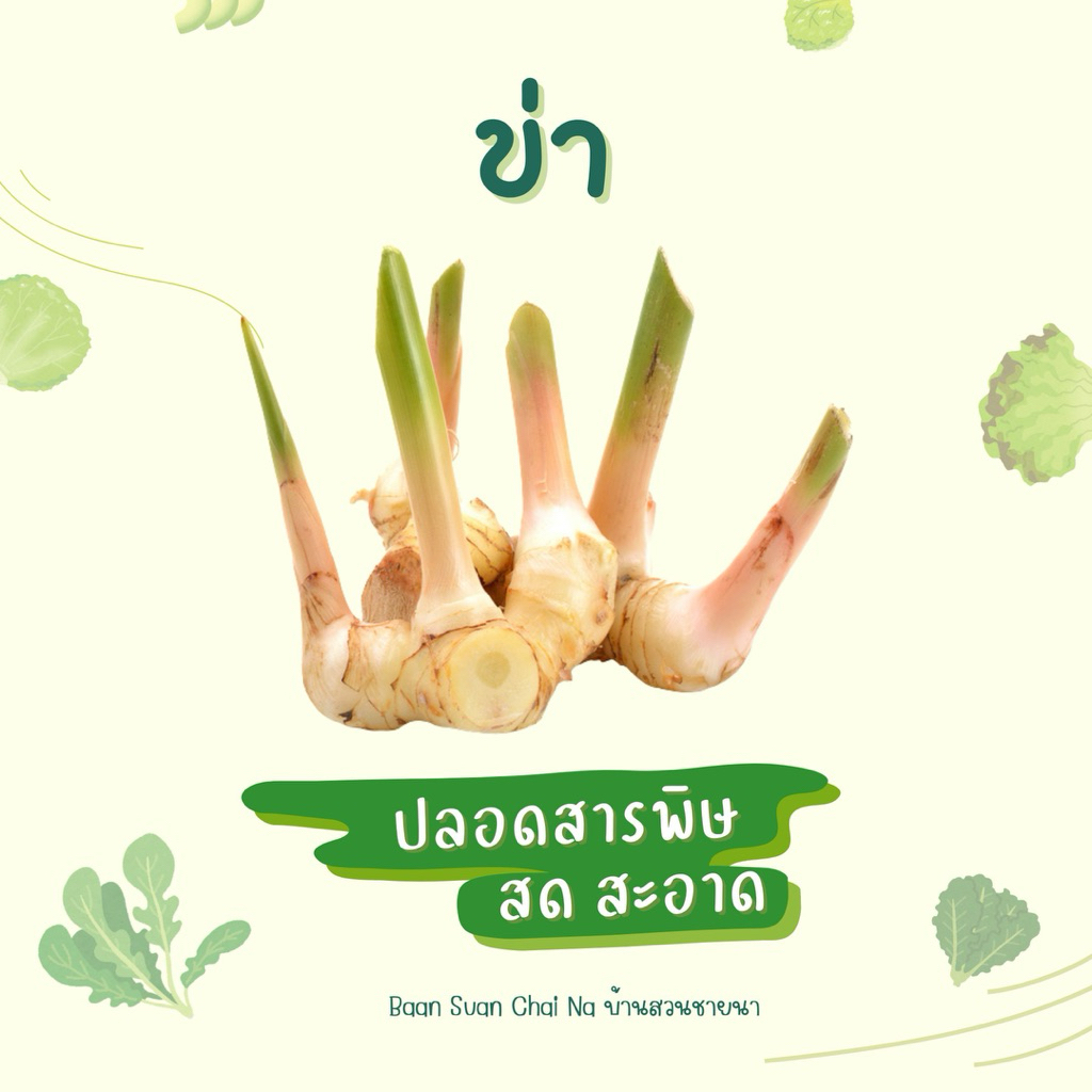 🌱ข่า ข่าอ่อน 1 กิโลกรัม เนื้ออ่อน หอม กรอบ
