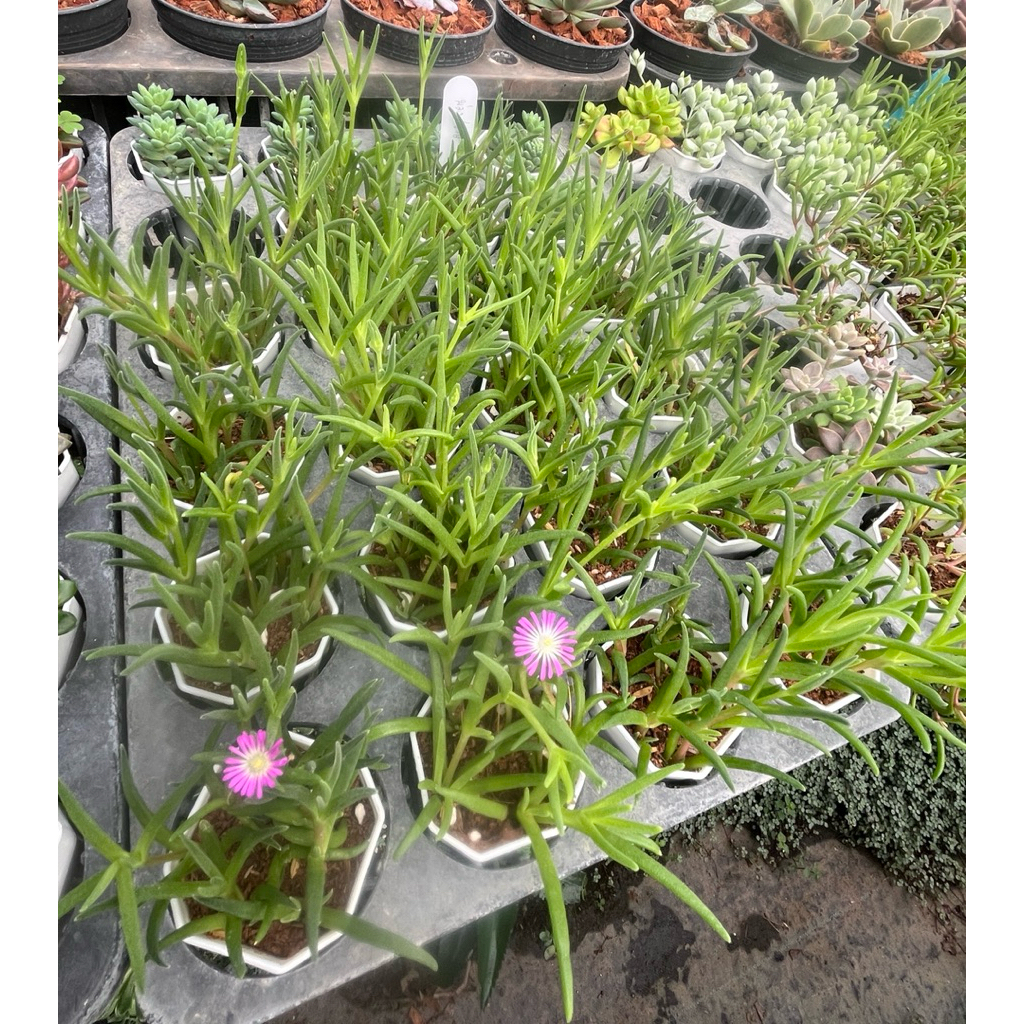 Delosperma Ice Plant (ดอกสีม่วง/ขาว) กุหลาบหิน ไมัอวบนำ้ 2 นิ้ว ราคา ถูกที่สุด ดีลบีเคเค แกลเลอรีภาพที่ 8