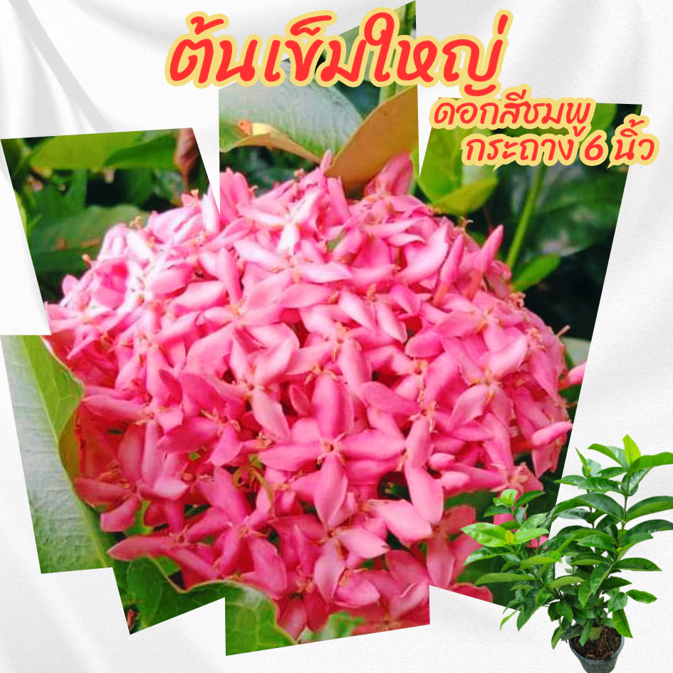 ต้นเข็มดอกใหญ่ ดอกสีชมพู กระถาง 6 นิ้ว(ขั้นต่ำ 2 ต้น)(ส่งพร้อมกระถาง)