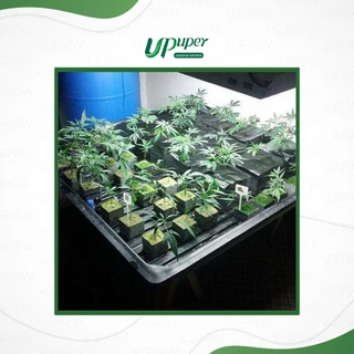 UPuper Rockwool Cubes ร็อควูลก้อน ขนาด4x4cm วัสดุเพาะชำ วัสดุใยหินปลูกต้นไม้ ใยหินปลูกต้นไม้ก้อนเล็ก
