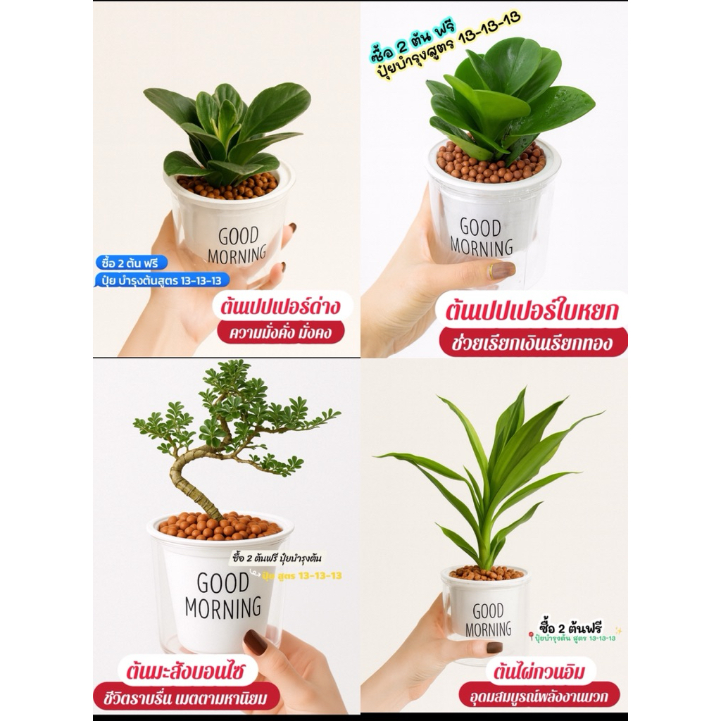 ต้นไม้ฟอกอากาศ🍀+ กระถางรดน้ำอัตโนมัติ+หินpopper🌿+ แถมปุ๋ยออสโมโค้ท#เสริมโชคลาภ#มงคลชีวิต#เสริมดวง#เสริมบารมี#พร้อมส่ง