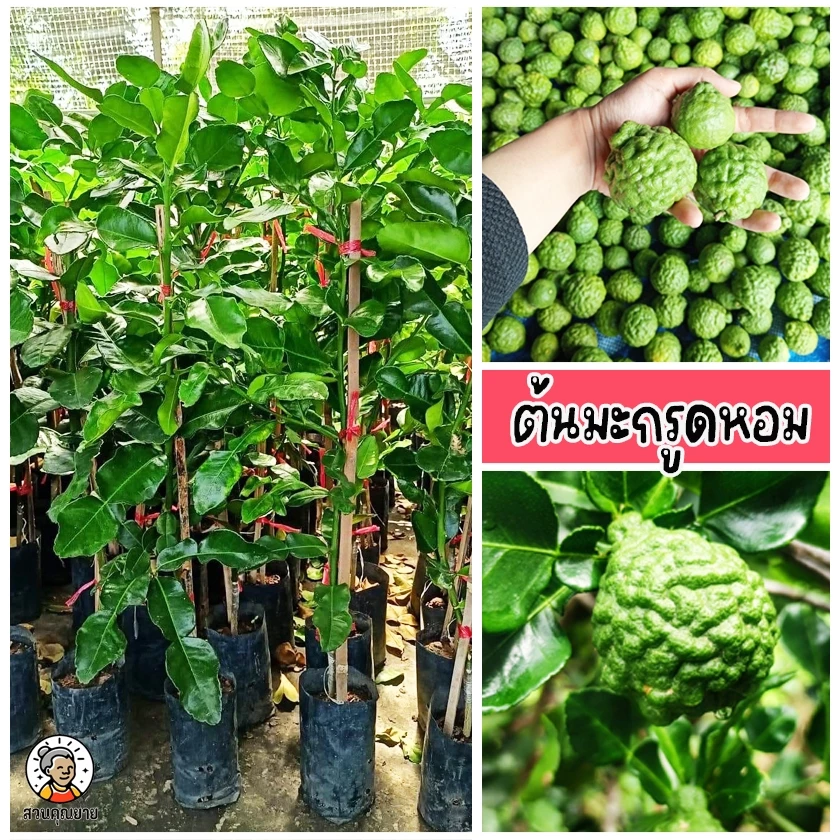 ต้นมะกรูด เหมาะสำหรับการทำอหาร ทำสมุนไพร หรือใช้ในครัวเรือน ขนาด 70-80 ซม.
