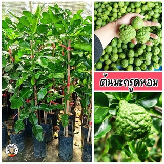 ต้นมะกรูด เหมาะสำหรับการทำอหาร ทำสมุนไพร หรือใช้ในครัวเรือน ขนาด 70-80 ซม.