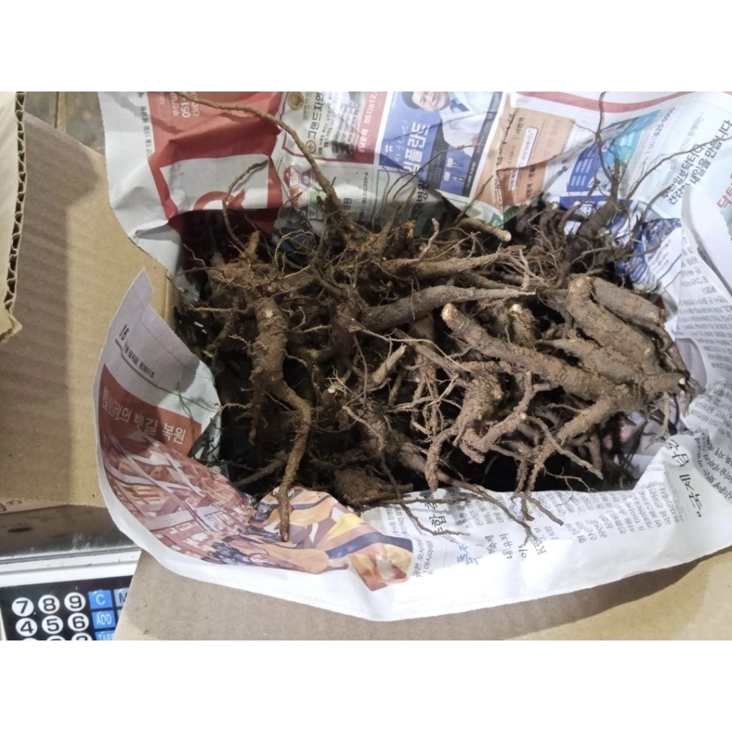 โสมไทย1กิโลกรัม ปลอดสารพิษ100% ขุดสดใหม่ทุกวันต้องนำไปล้างเองนะคะ - รูปที่ 4