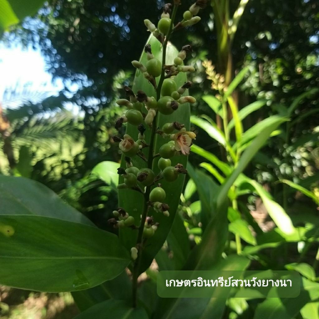 เหง้าพันธุ์ข่าลิง​ ข่าเล็ก ข่าป่า​ ชุด10ต้น