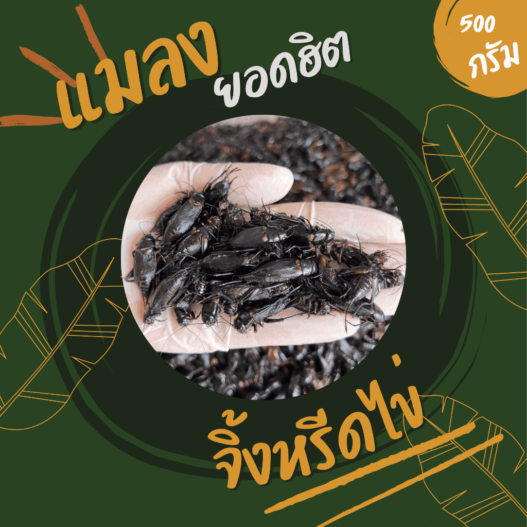 จิ้งหรีดไข่ (ส่งรถห้องเย็น) ค่าส่งเหมาๆ ฟรีซแข็ง สดใหม่ สะอาด ส่งตรงจากฟาร์ม