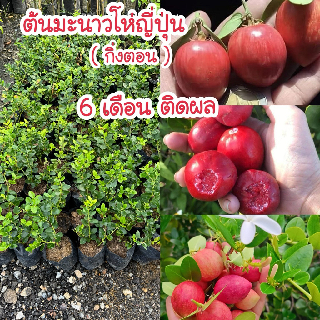 #ต้นมะนาวโห่ญี่ปุ่น (กิ่งตอน) 6เดือนติดผล