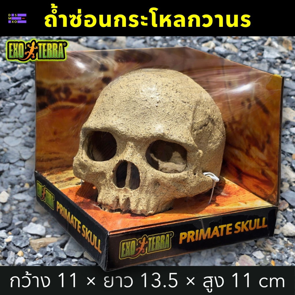 [ส่งด่วน] Exo Terra Primate Skull กะโหลกมนุษย์วานร ที่ซ่อนสัตว์เลื้อยคลาน งู ตุ๊กแก กิ้งก่า แมงมุม