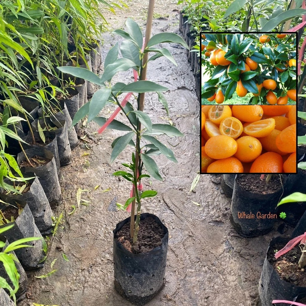 ต้นส้มกิมจ้อ ส้มกิมจ้อ ทานได้ทั้งเปลือก Kumquat (เสียบยอด) ให้ผลเร็ว พร้อมติดดอก (รับประกันสินค้า)