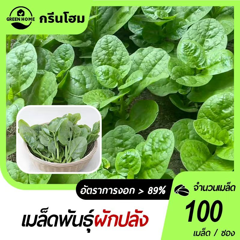 100 เมล็ด เมล็ดพันธุ์ผักปลัง ผักปลังยักษ์ ผักปลังยอดใหญ่  ผักปลังญี่ปุ่น  ผักสวนครัว  ปลูกง่าย