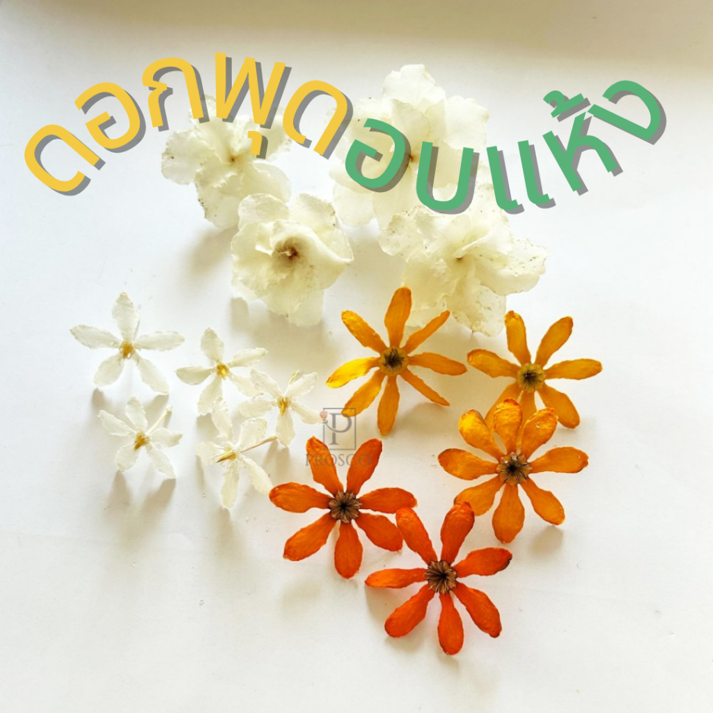 Prosco | ดอกไม้  ดอกพุดอบแห้ง สำหรับงานตกแต่ง craft DIY งานประดิษฐ์ handmade งานเรซิ่น เครื่องประดับ