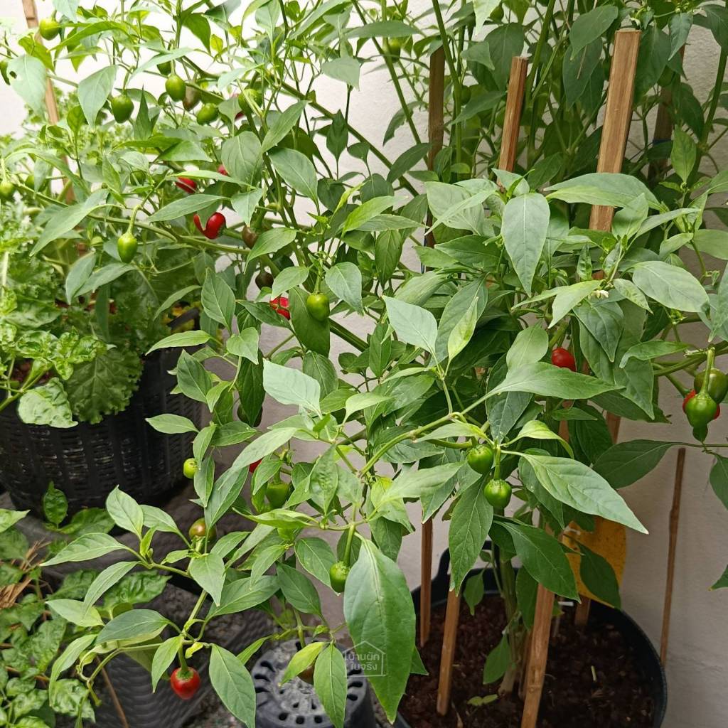 Rayong Cherry Pepper เมล็ดพันธุ์พริกตุ้มระยอง 20เมล็ด