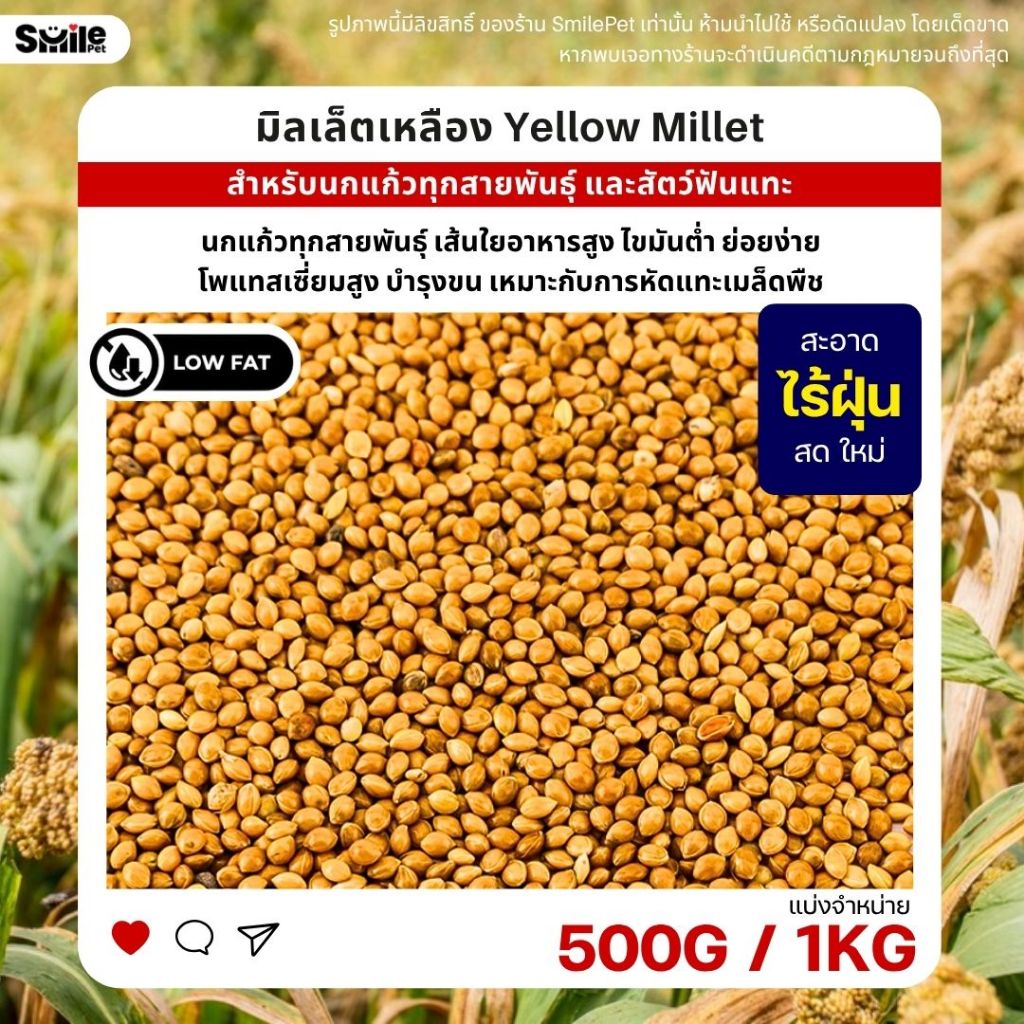 มิลเล็ตเหลือง Yellow Millet เกรด A อาหารนกแก้ว และสัตว์ฟันแทะ สะอาด ร่อนฝุ่น (แบ่งขาย 500G / 1KG)