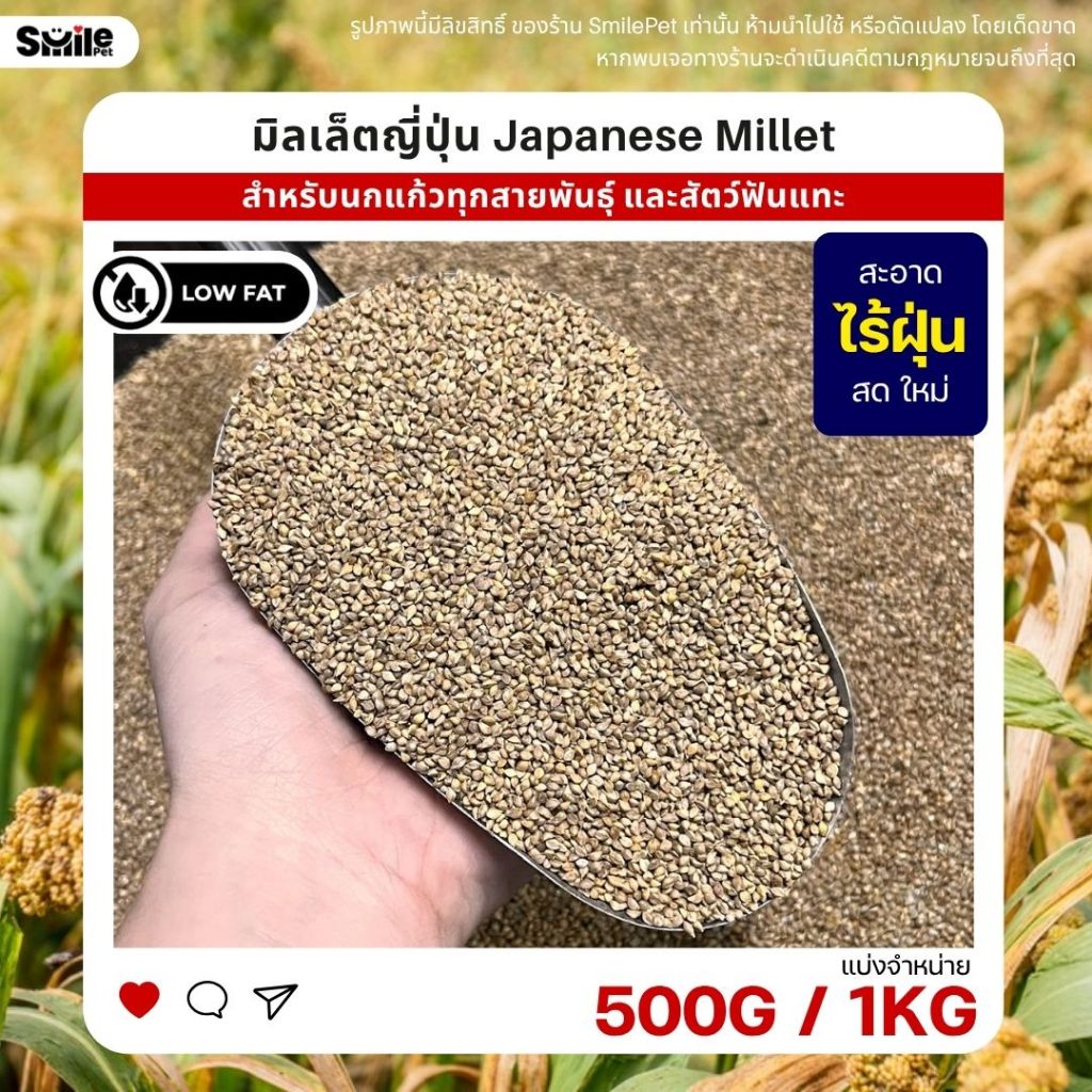 มิลเล็ตญี่ปุ่น Japanese Millet เกรดA อาหารนกแก้ว และสัตว์ฟันแทะ สะอาด ร่อนฝุ่น (แบ่งขาย 500G / 1KG) - รูปที่ 2