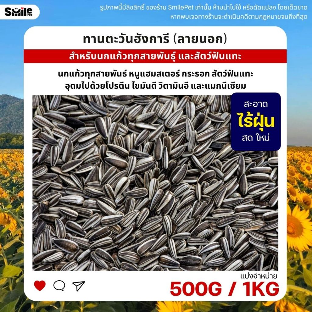 ทานตะวันฮังการี (ลายนอก) เกรดA เม็ดเล็ก อาหารนกแก้ว และสัตว์ฟันแทะ (แบ่งขาย 500G / 1KG)