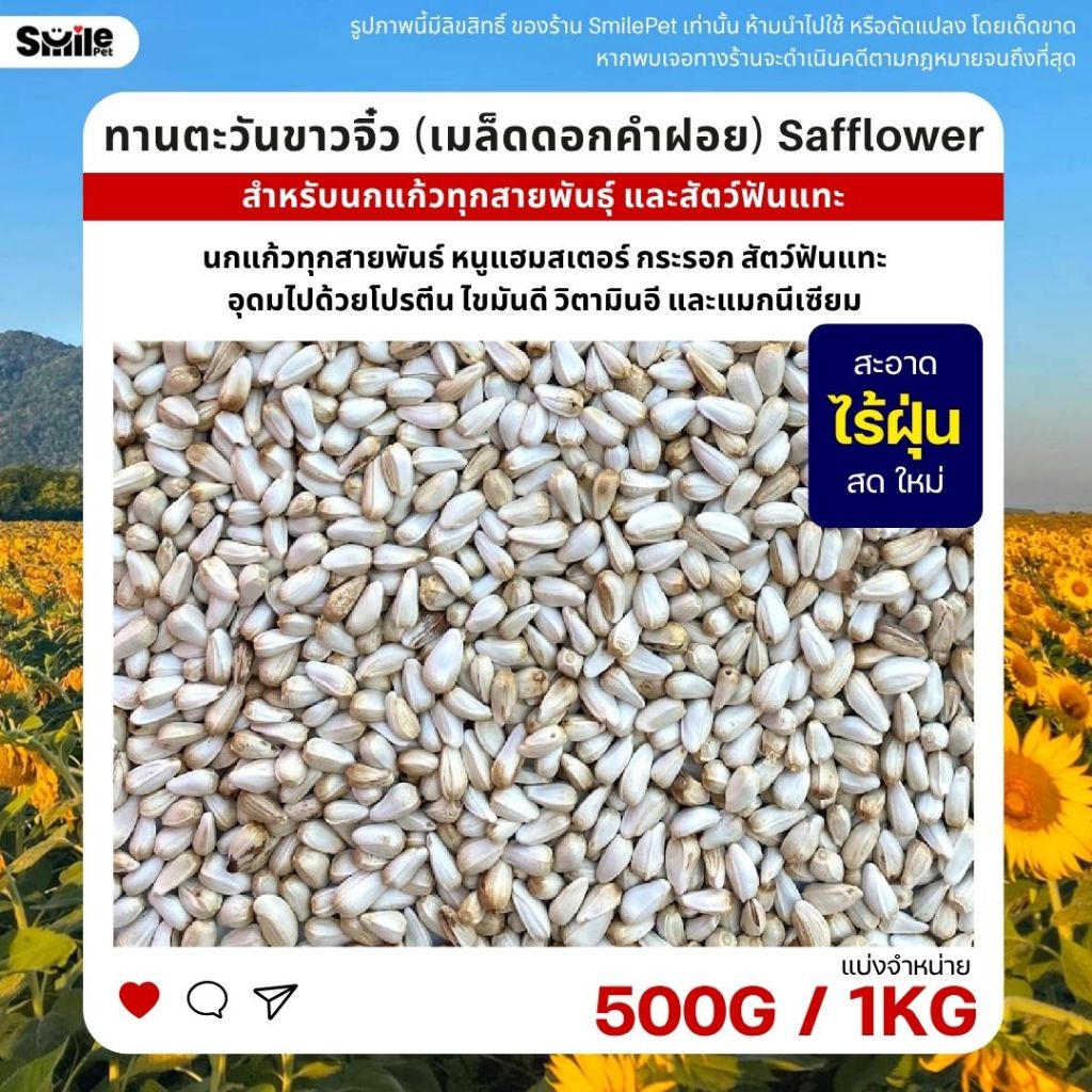 ดอกคำฝอย Safflower (ทานตะวันขาวจิ๋ว) เกรดA เม็ดเล็ก อาหารนกแก้วและสัตว์ฟันแทะ (แบ่งขาย 500G / 1KG)