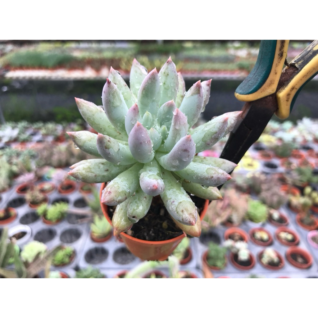 Echeveria “ Solomon ”