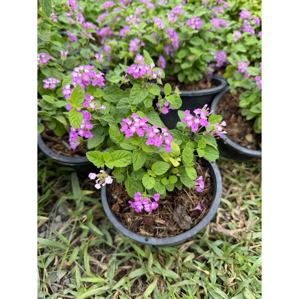 ต้นผกากรอง#มีดอกหลายสีให้เลือก#กระถาง 5-10 นิ้ว